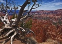 Bryce Canyon, vieille souche