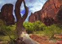 Zion National Park, UTAH, sculpture naturelle